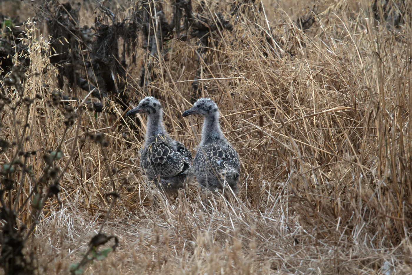 East Anacapa Island--young Western Gulls