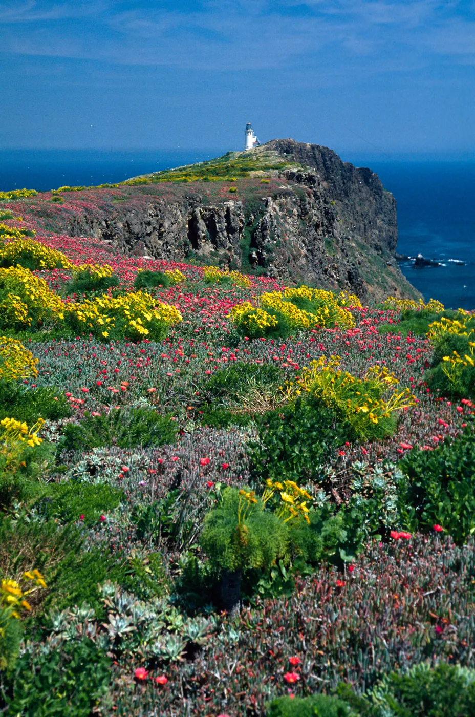 East Anacapa Island--Coreopsis, Malephora--lighthouse