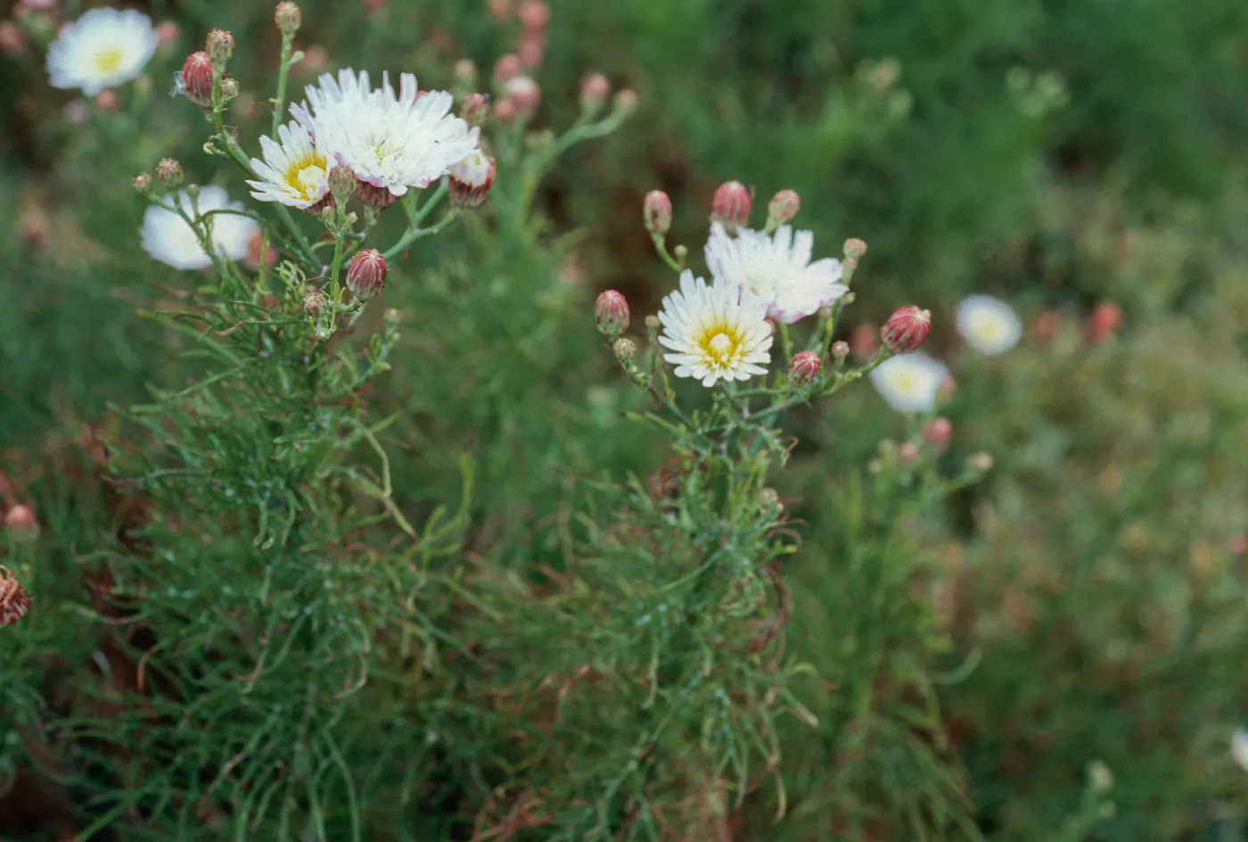 East Anacapa Island--near lighthouse--Malacothrix saxatilis implicata