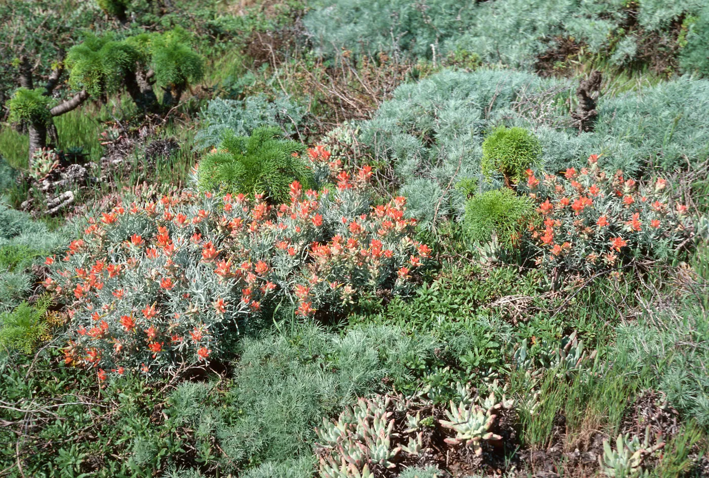 Middle Anacapa Island--terrace--Castilleja hololeuca