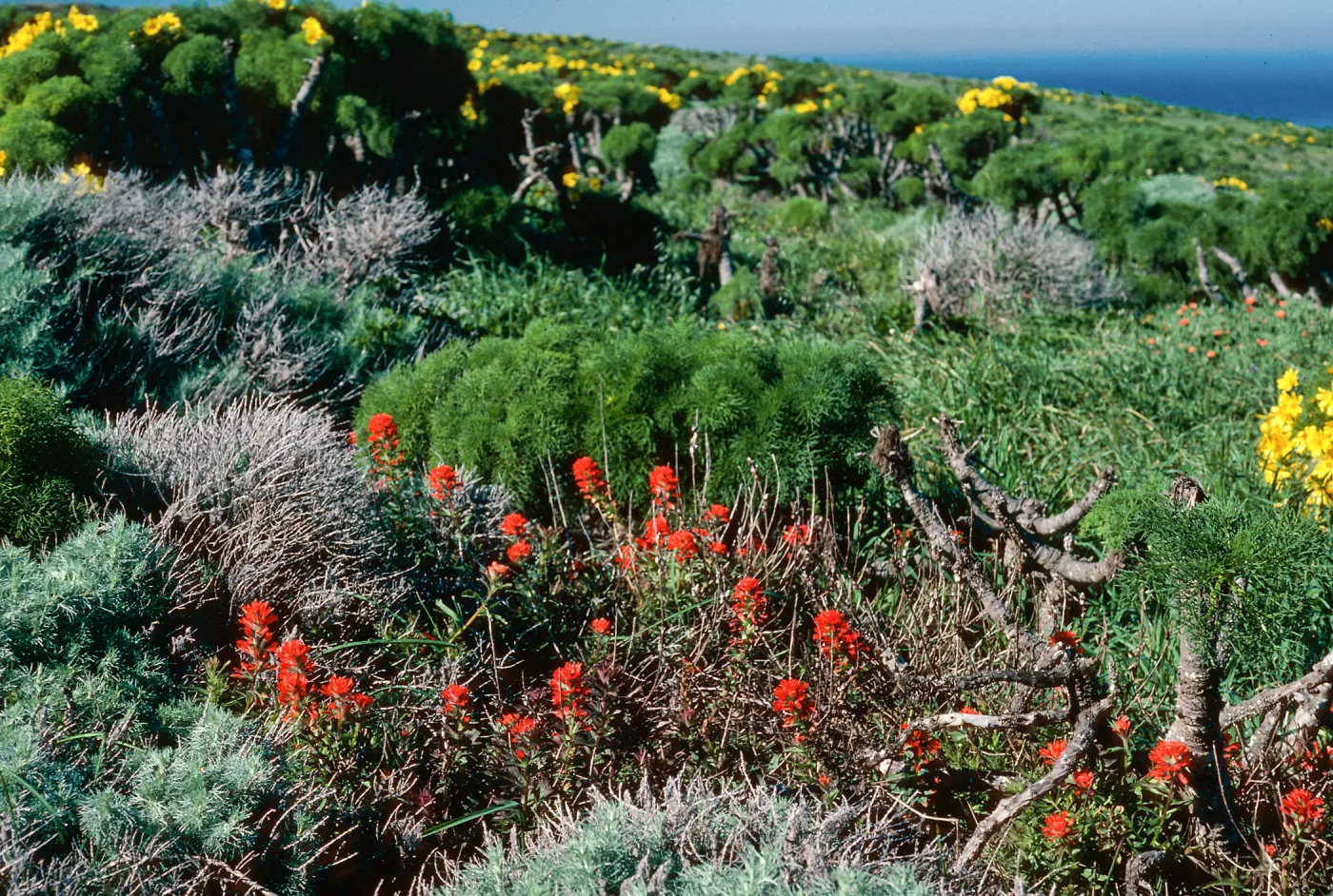 East Anacapa Island--W. of campground--Castilleja affinis