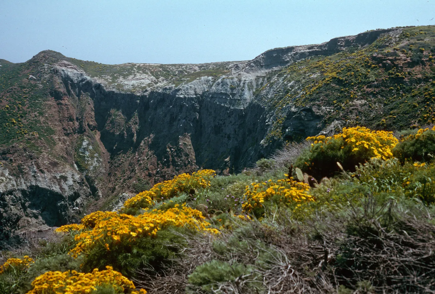 Middle Anacapa Island--W end of Lavatera cove--Coreopsis