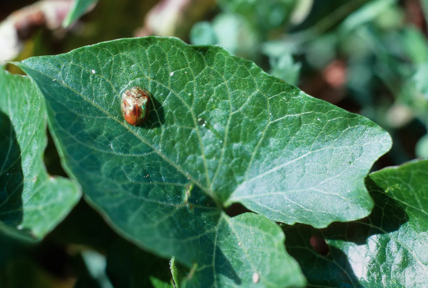 Middle Anacapa Island--Lavatera location--Gold Beetle