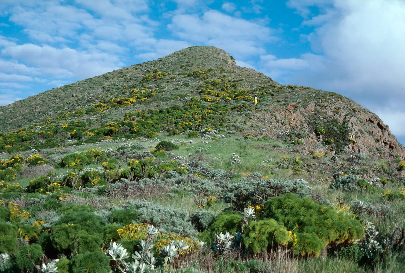W. Anacapa Island--Summit Peak