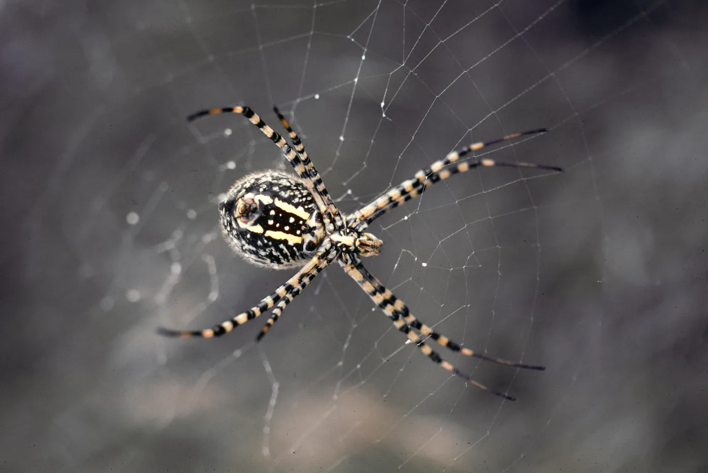 W Anacapa Island--Orb-weave spider