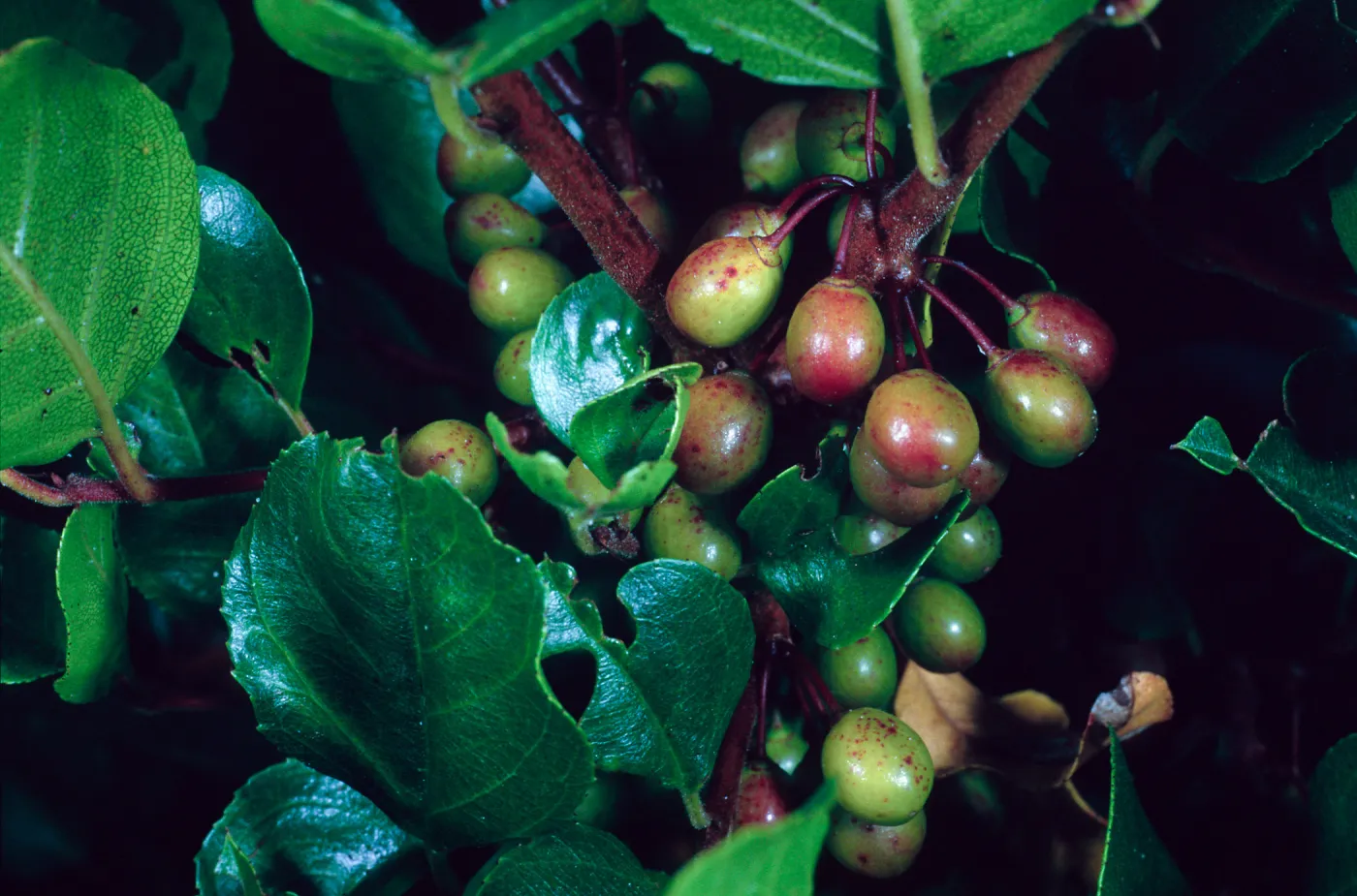 Santa Catalina Island, Avalon Canyon, Rhamnus pirifolia