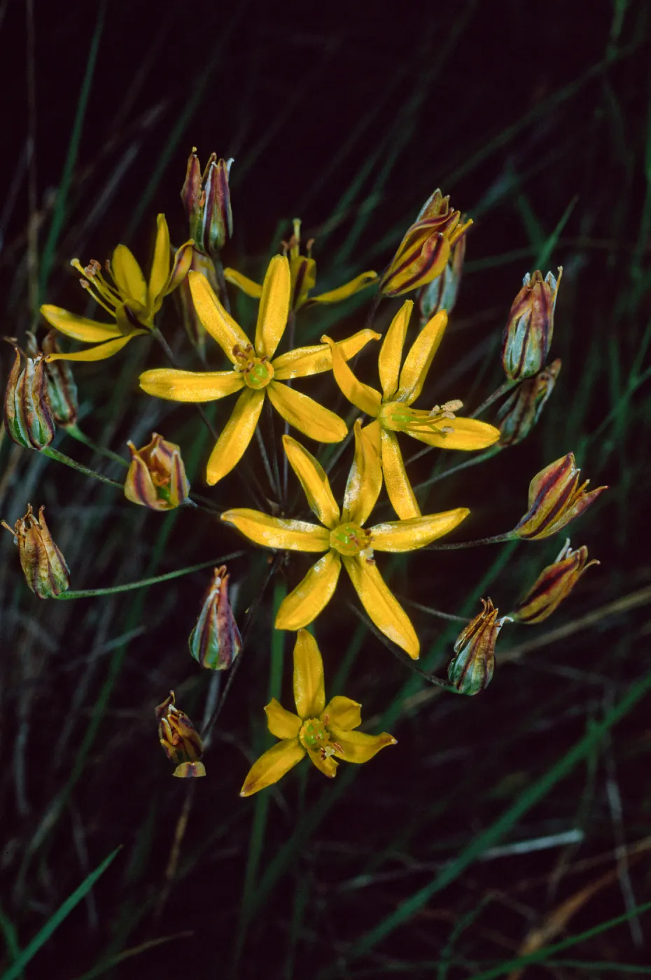 Santa Catalina Island, Blumeria crocea