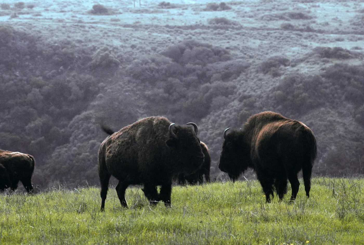 Santa Catalina Island, above Little Harbor, bison