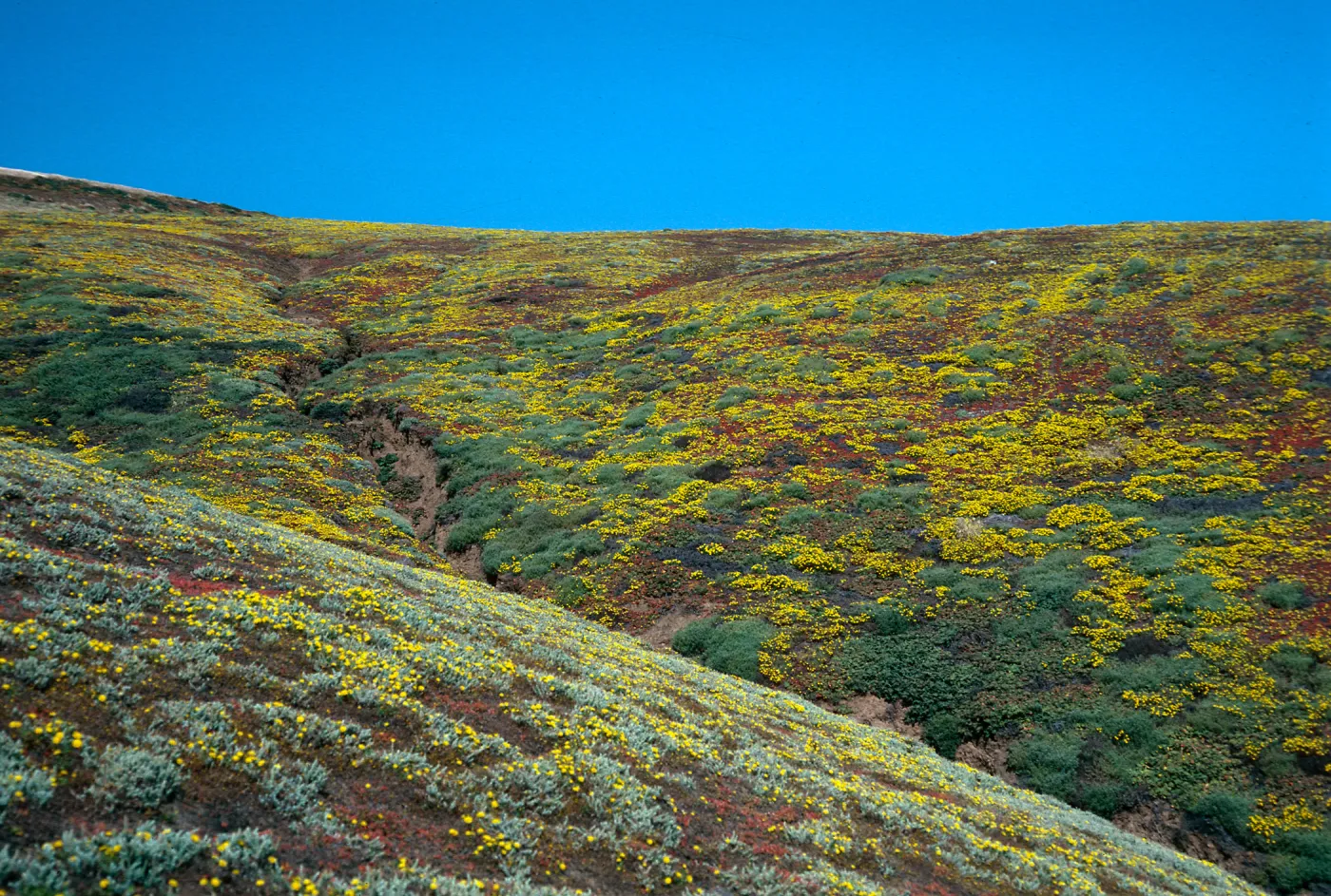 Santa Barbara Island, Upper Cliff Cyn, Malacothrix