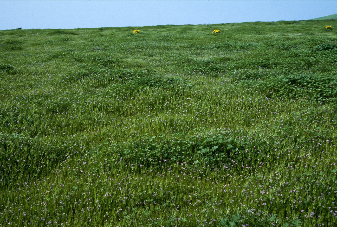 Santa Barbara Island, near end of Graveyard Cyn, Erodium cicutarium