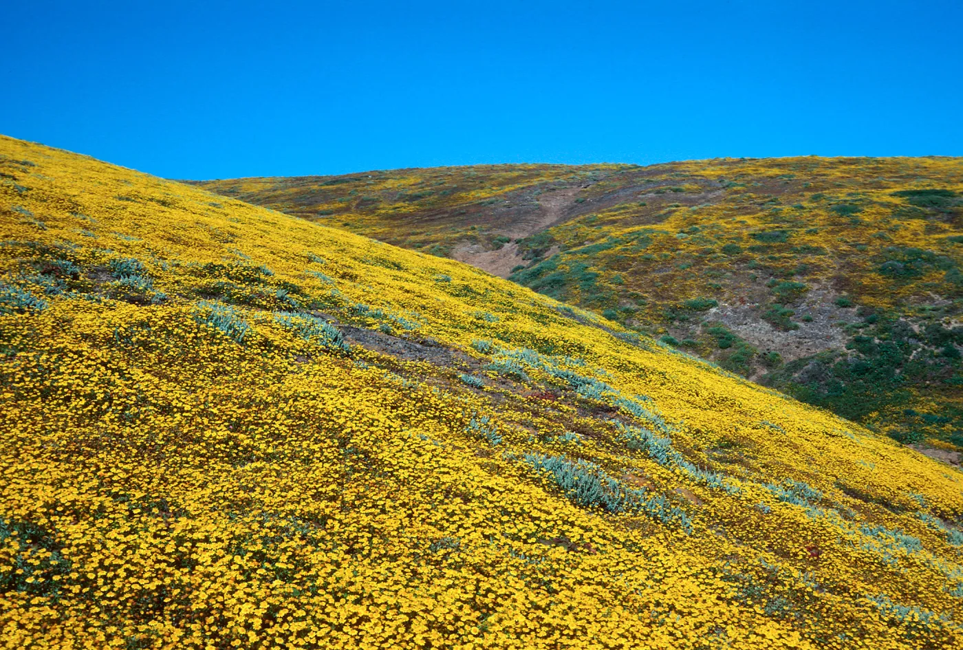 Santa Barbara Island, Cliff Cyn, Lasthenia
