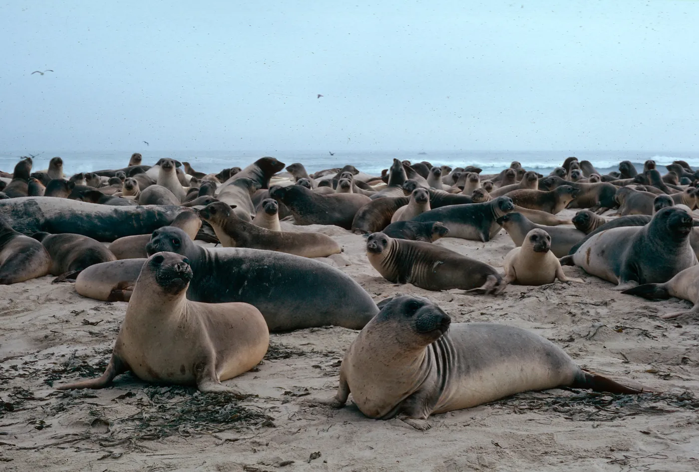 San Miguel Island, Elephant seals