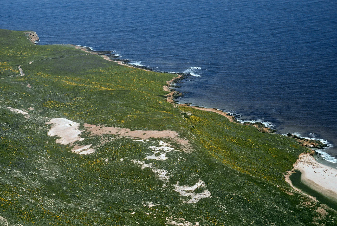 San Miguel Island, NE side between Willow Cyn. & Cardwell Point