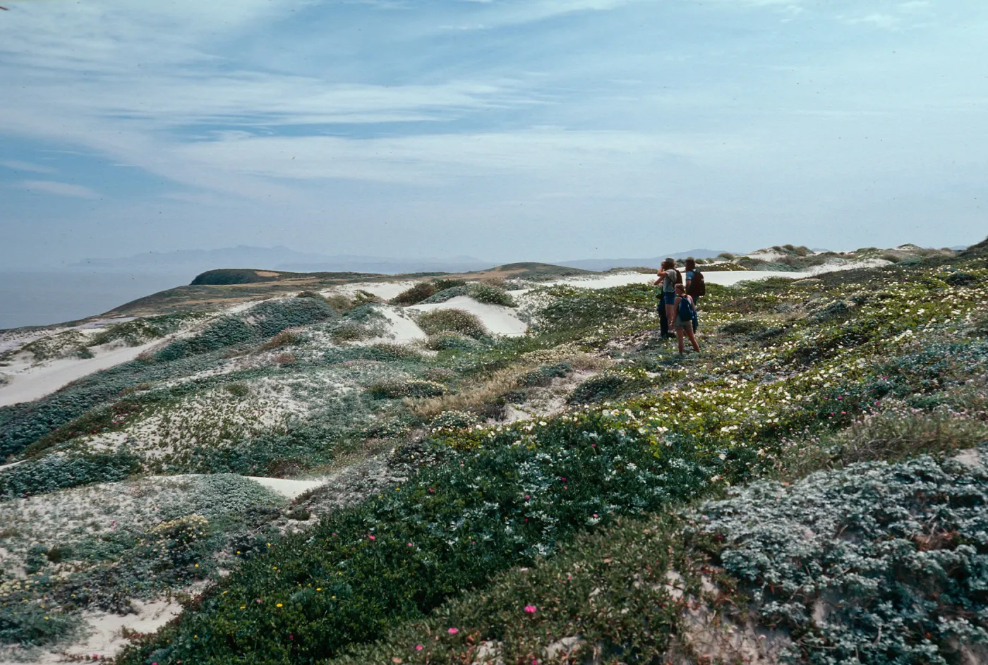 Dunes above East Cuyler Harbor, San Miguel Island