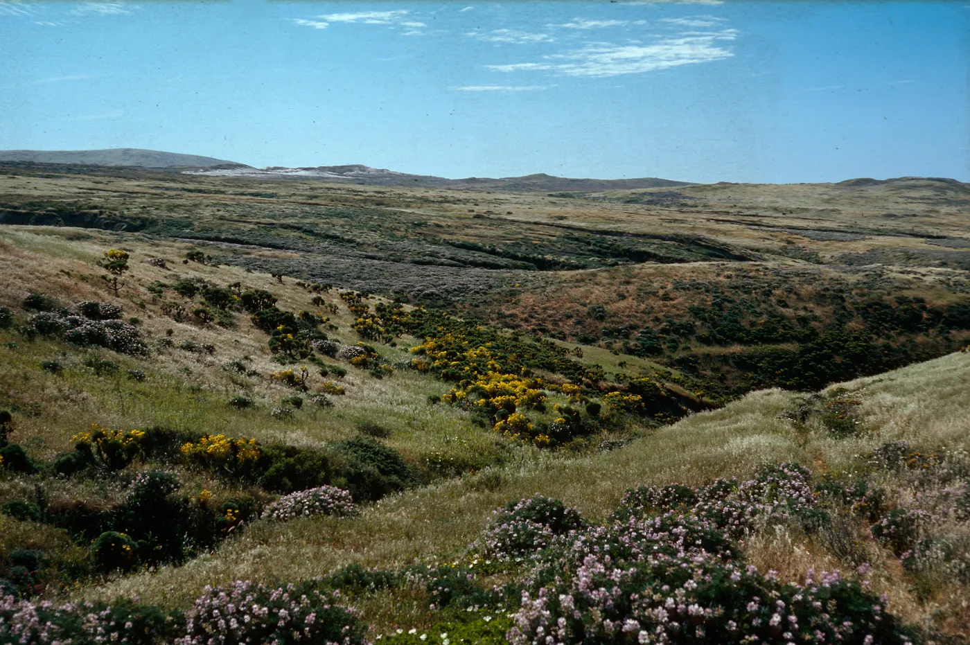 Coreopsis; Lupinus arboreus, San Miguel Island, looking to CaÃ±ada del Mar from Ranch Trail