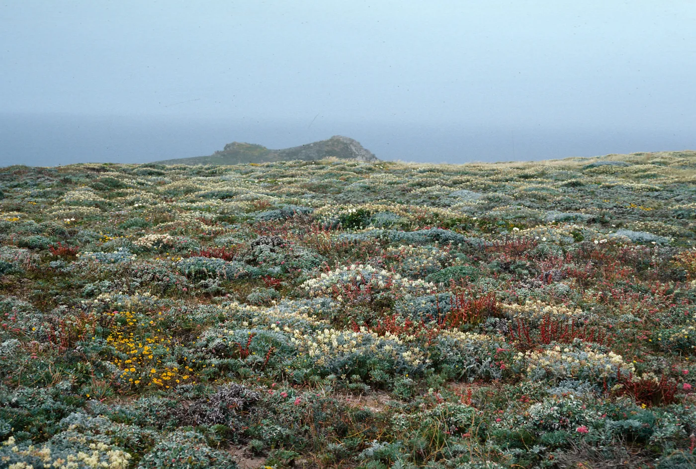 Layia (tidy tips) , Dudleya (liveforevers), Astragalus (milkweed), San Miguel Island, Harris Point peninsula