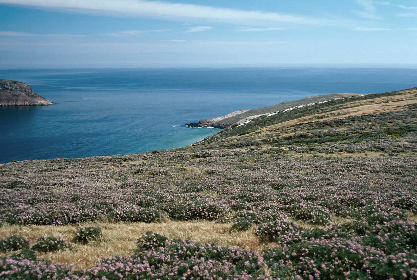 Lupinus albifrons, Cuyler Harbor, San Miguel Island