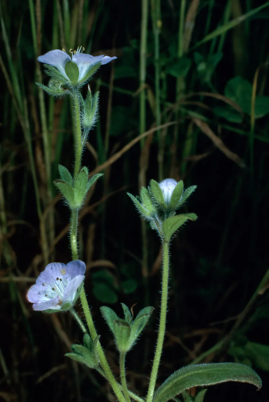 Phacelia insularis, W side of Cuyler Harbor, San Miguel Island
