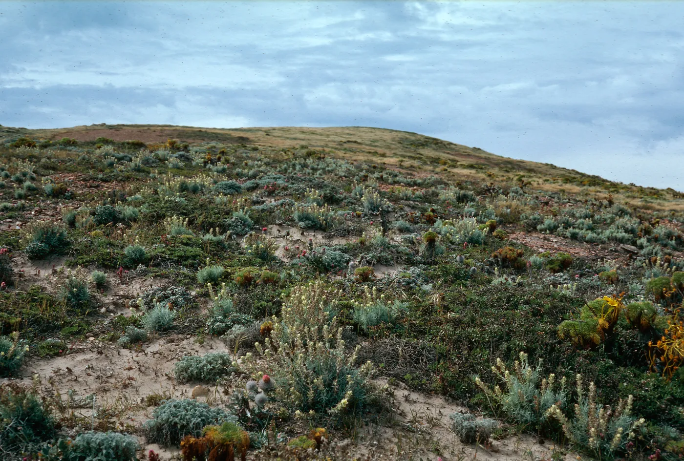 Castilleja holuleuca, just NW of mouth of Willow Cyn., San Miguel Island