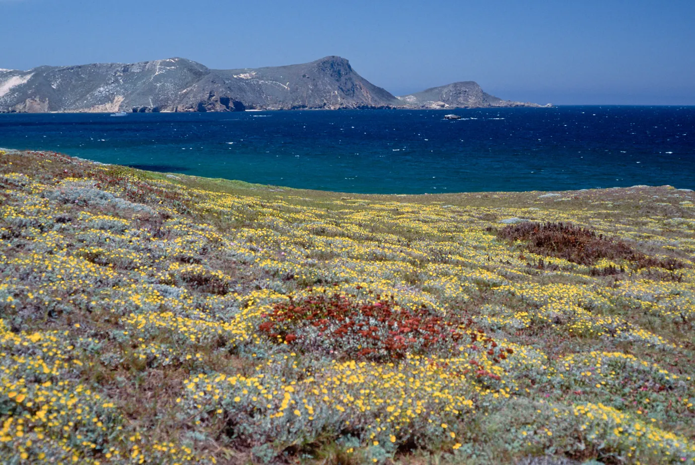 Malacothrix incana, San Miguel Island, just W of Hoffmann Point