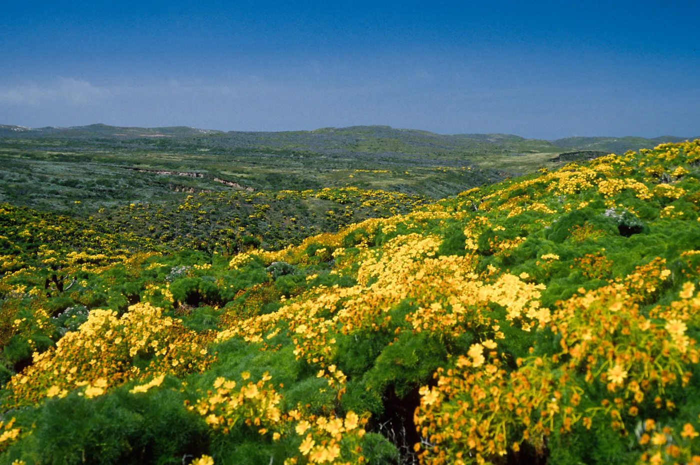 Coreopsis, Cyn W of campground, San Miguel Island