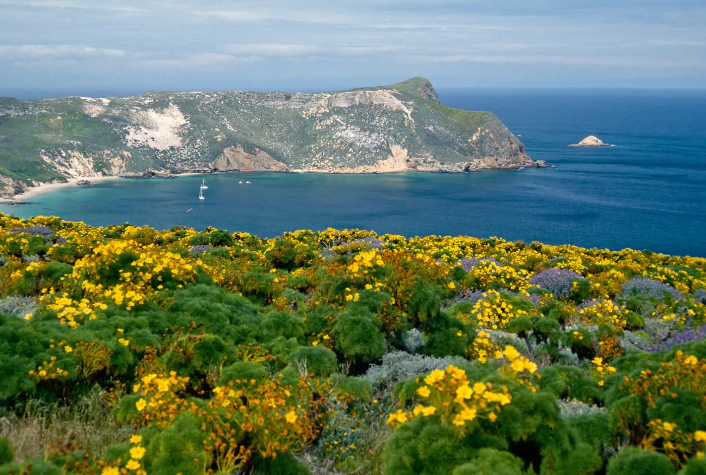 Coreopsis, Lupinus (Lupine), Cuyler Harabor from Cabrillo Monument, San Miguel Island