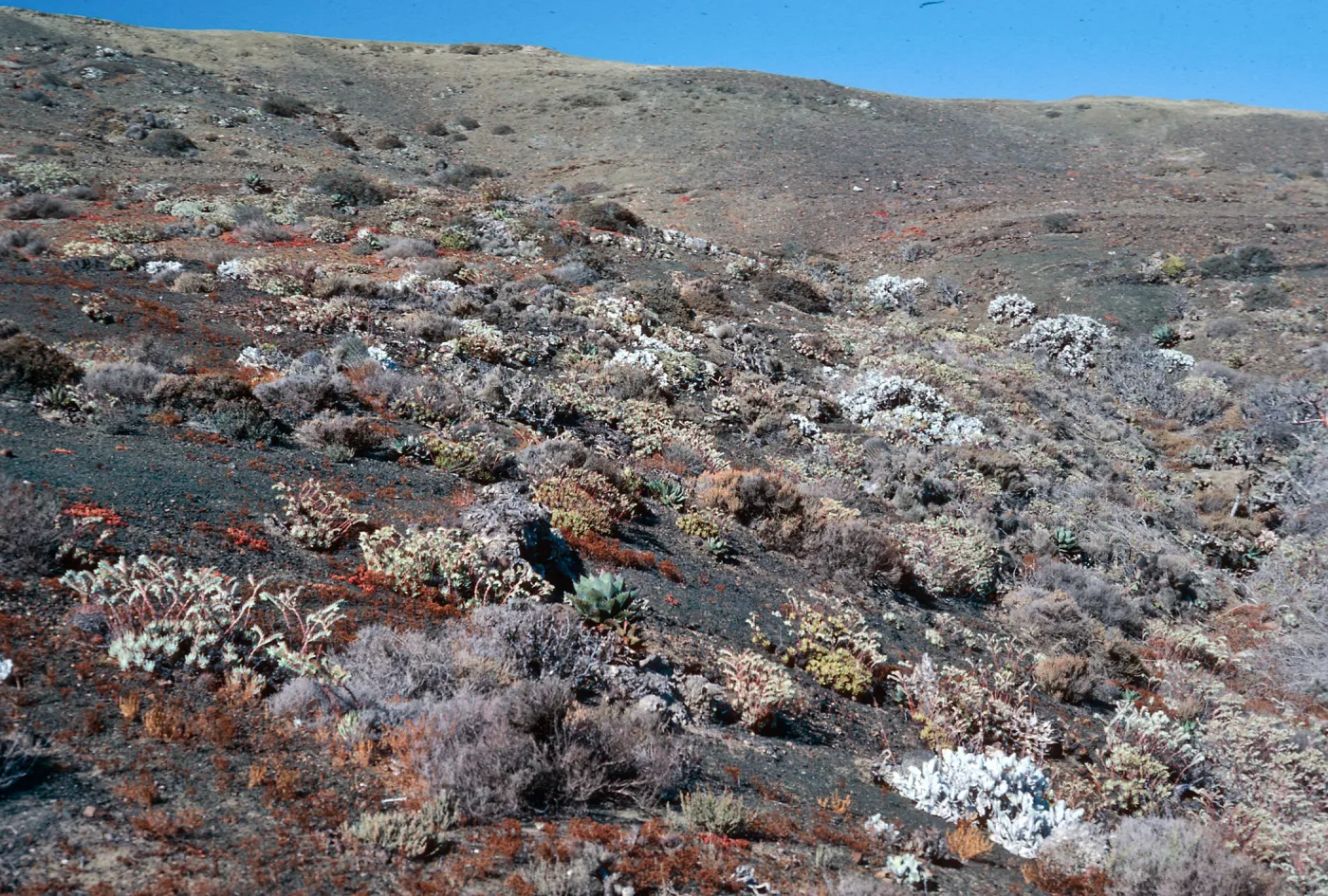 Rich plant assemblage in central portion of island, Natividad Island (near ridgetop)
