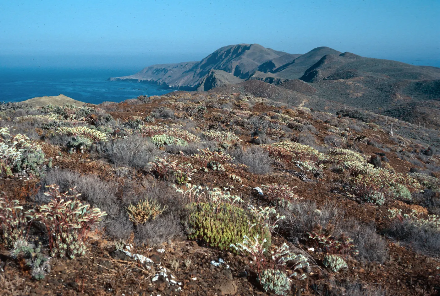Dudleya albiflora habitat, looking N from highlands N of lighthouse, Natividad Island