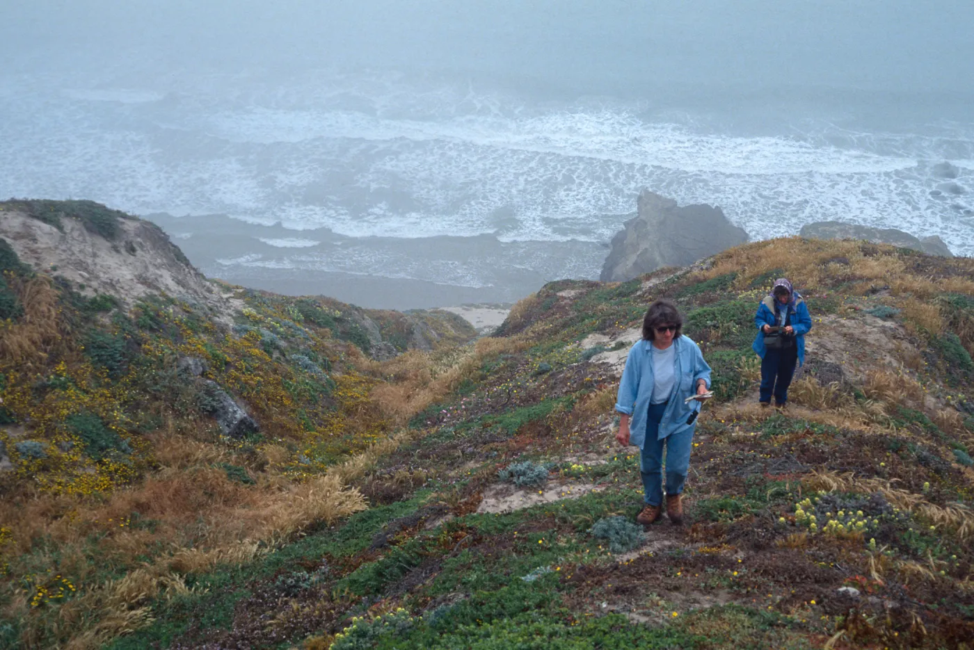 Castilleja mollis habitat, West side of Carrington Point, Santa Rosa Island