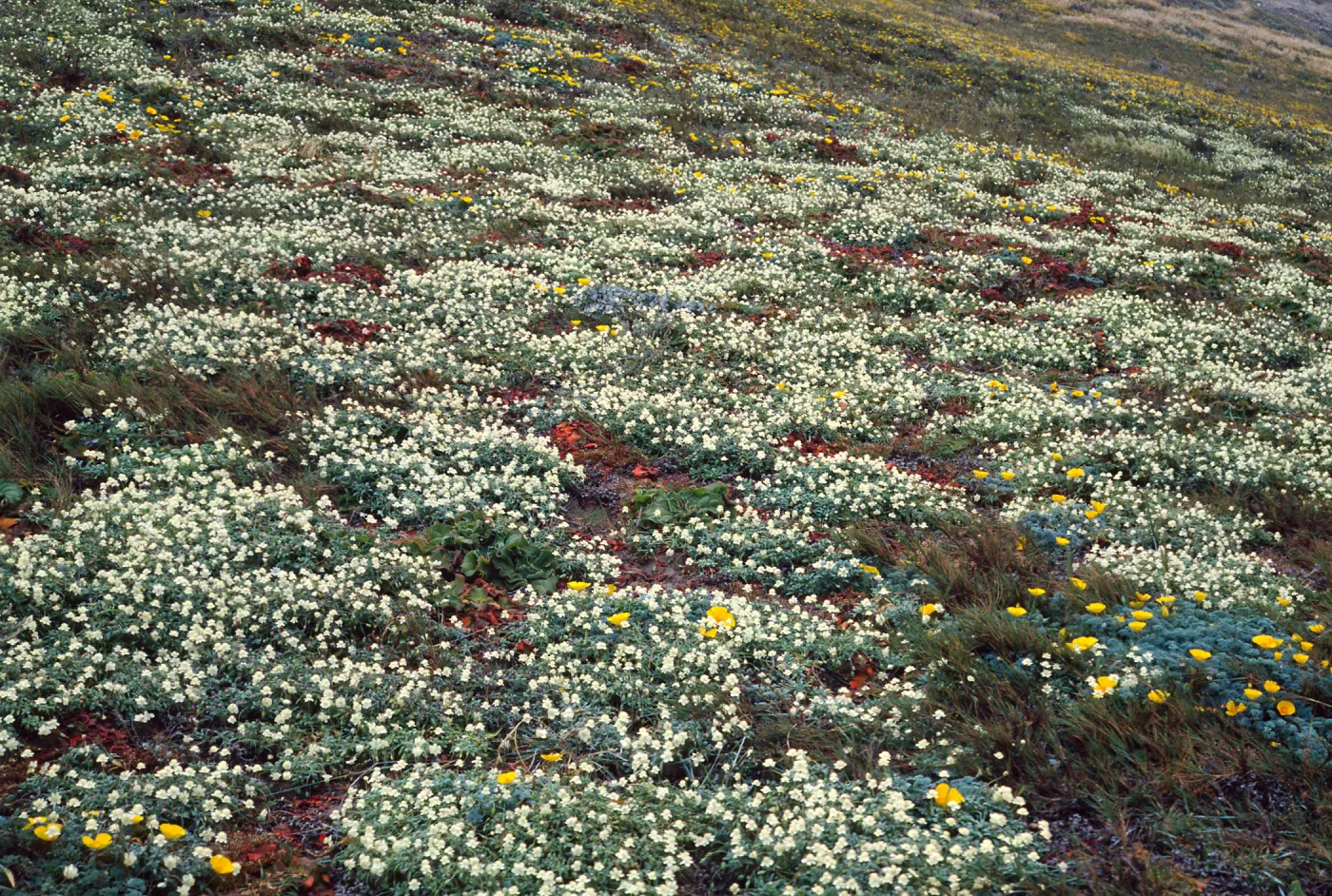 Platystemon, West side of Carrington Point, Santa Rosa Island