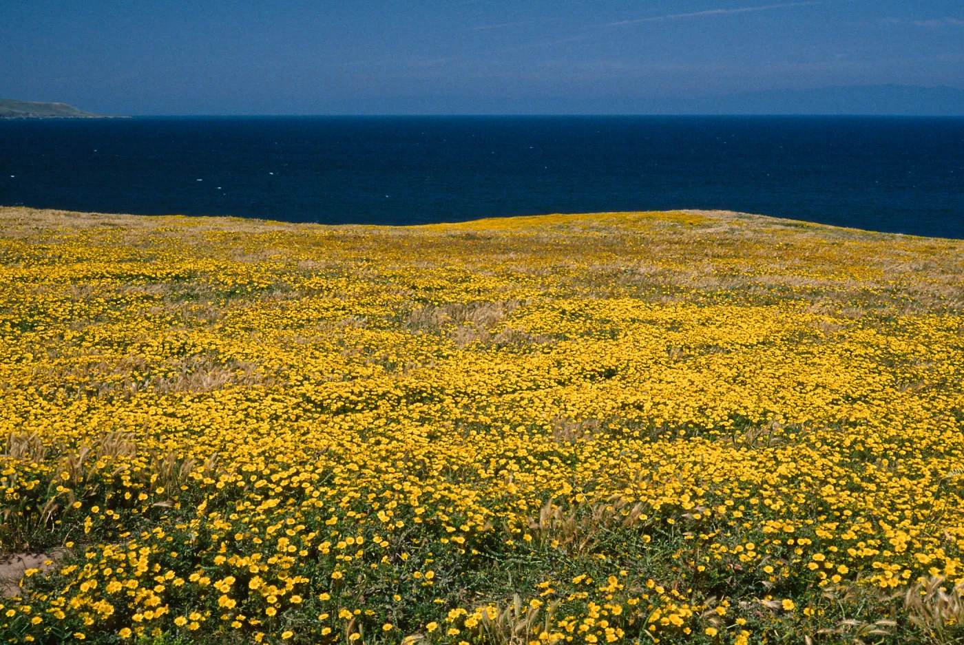 Layia (tidy tips) , West end of Beechers Bay, Santa Rosa Island