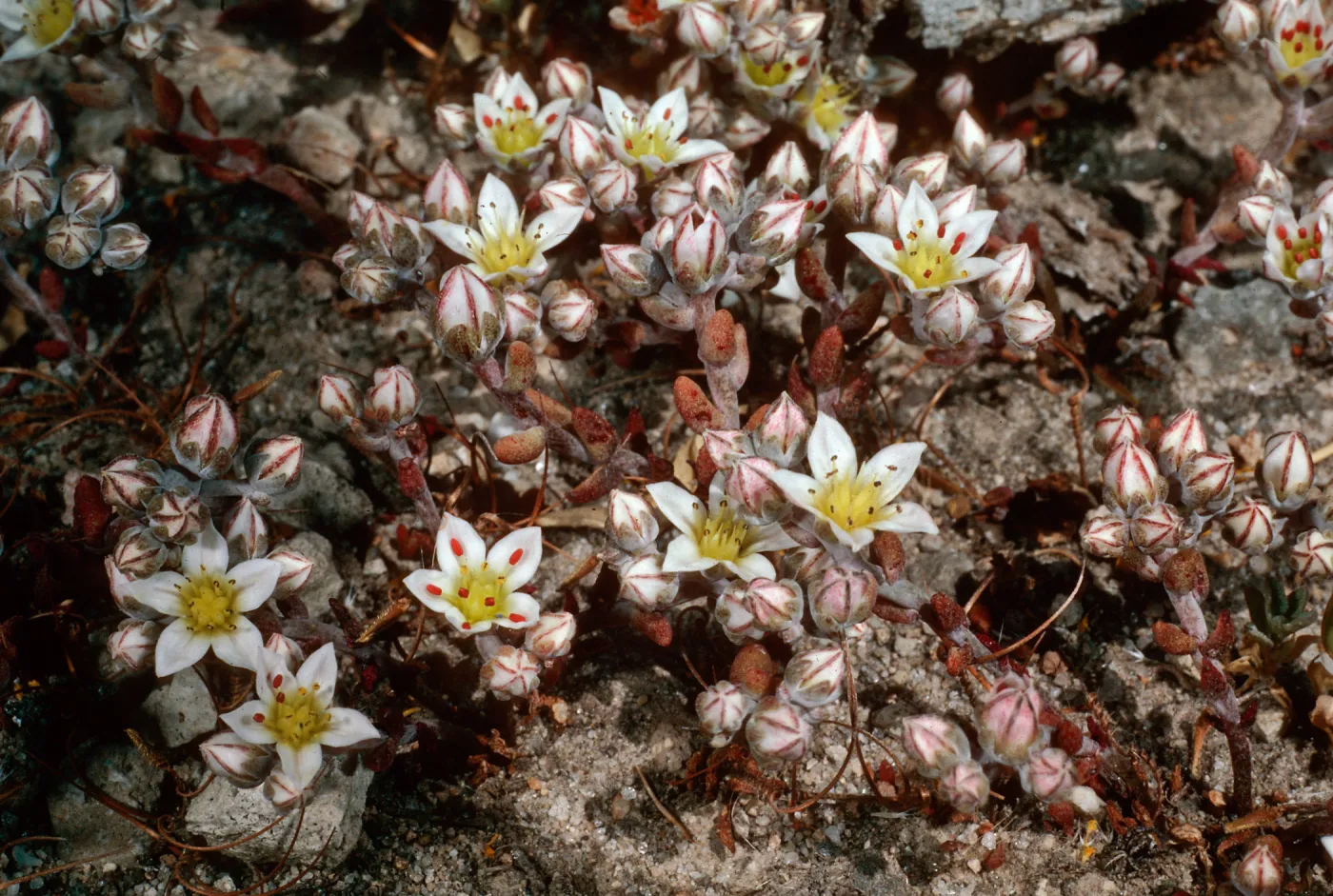 Dudleya blochmaniae insularis, South of Î”OAR, Santa Rosa Island
