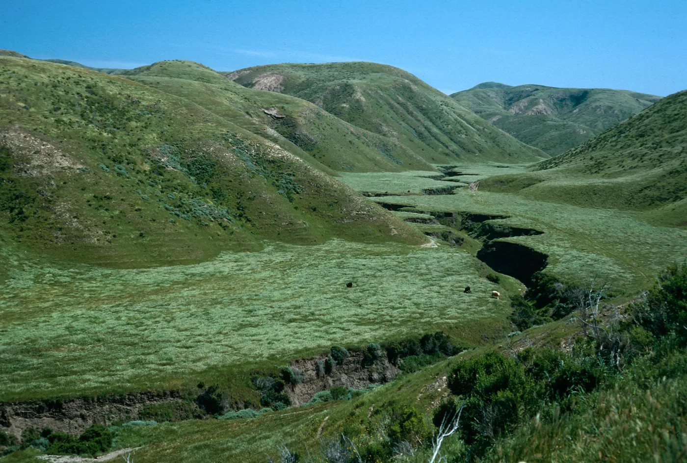 CaÃ±ada Verde (?), Santa Rosa Island