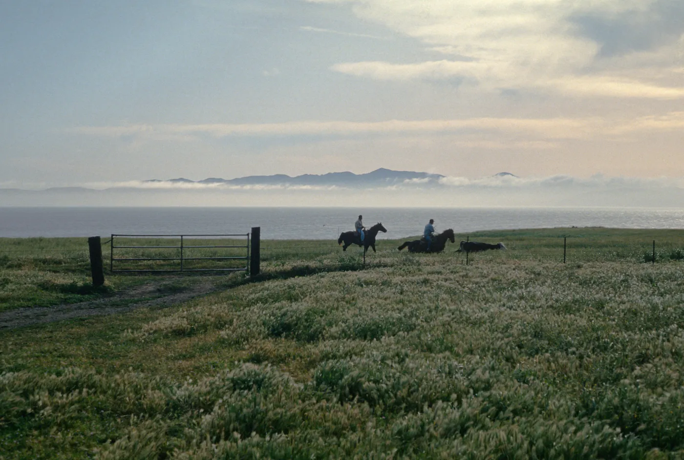 Vaqueros in early morning, Beechers Bay, Santa Rosa Island