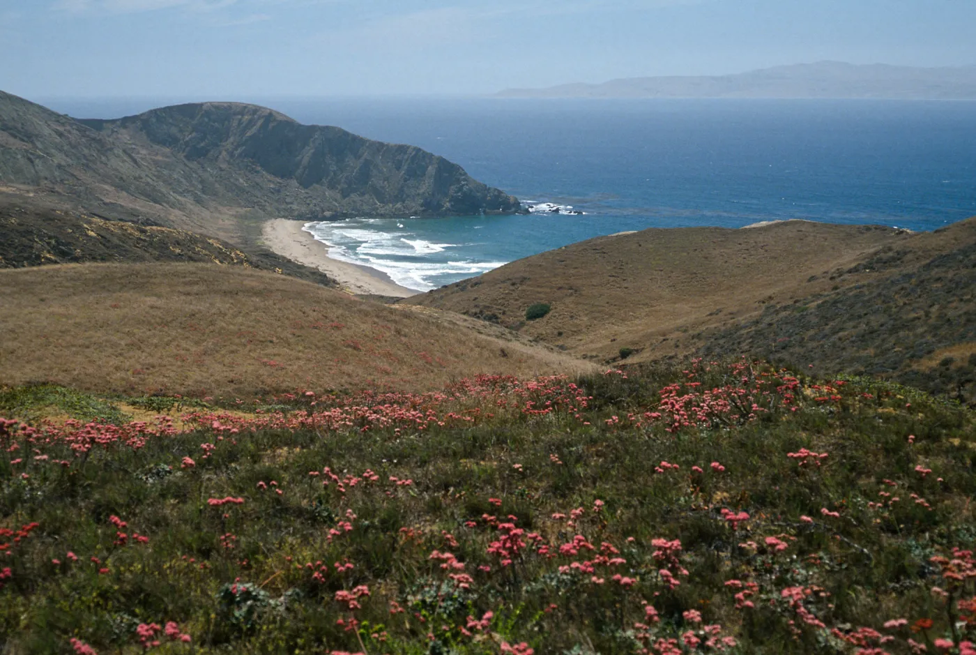 Eriogonum grande rubescens, overlooking Sauces Beach, Santa Cruz Island