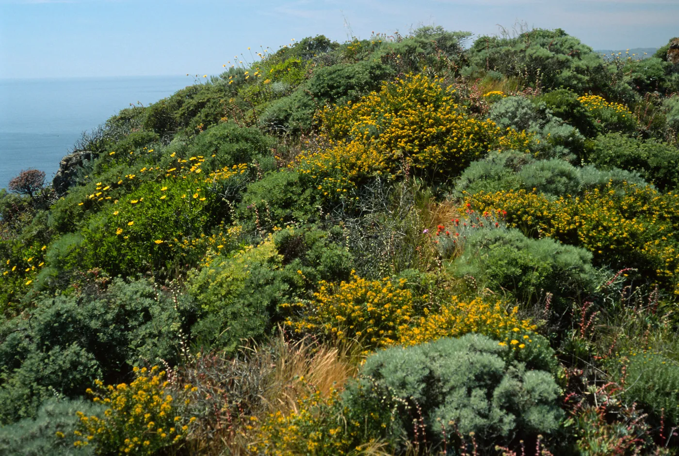 Encelia, Lotus, Castilleja, Artemisia californica, Eriogonum arborescens, ridge, East of Summit Peak, West Anacapa Island