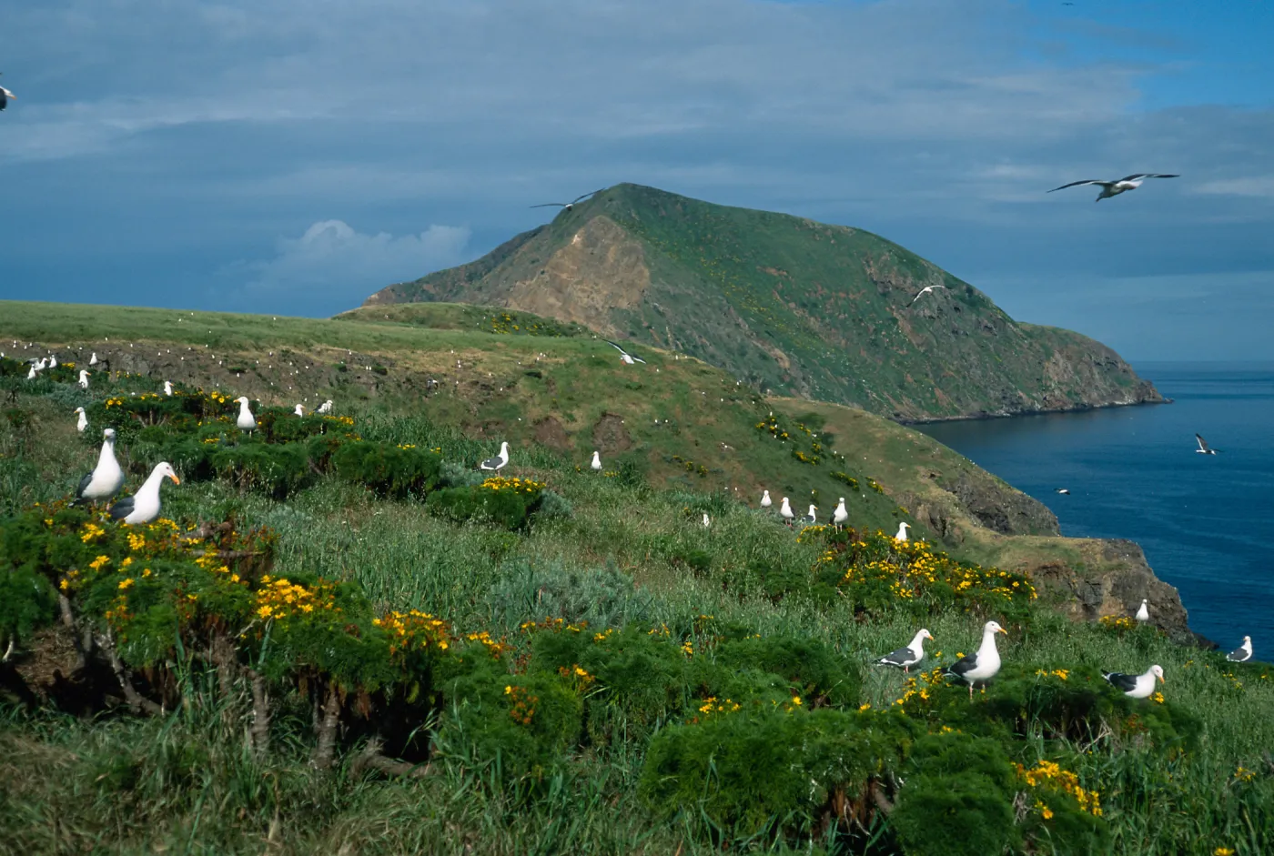 gulls on Coreopsis, above Sheep Camp, looking toward West Anacapa Island, Middle Anacapa Island