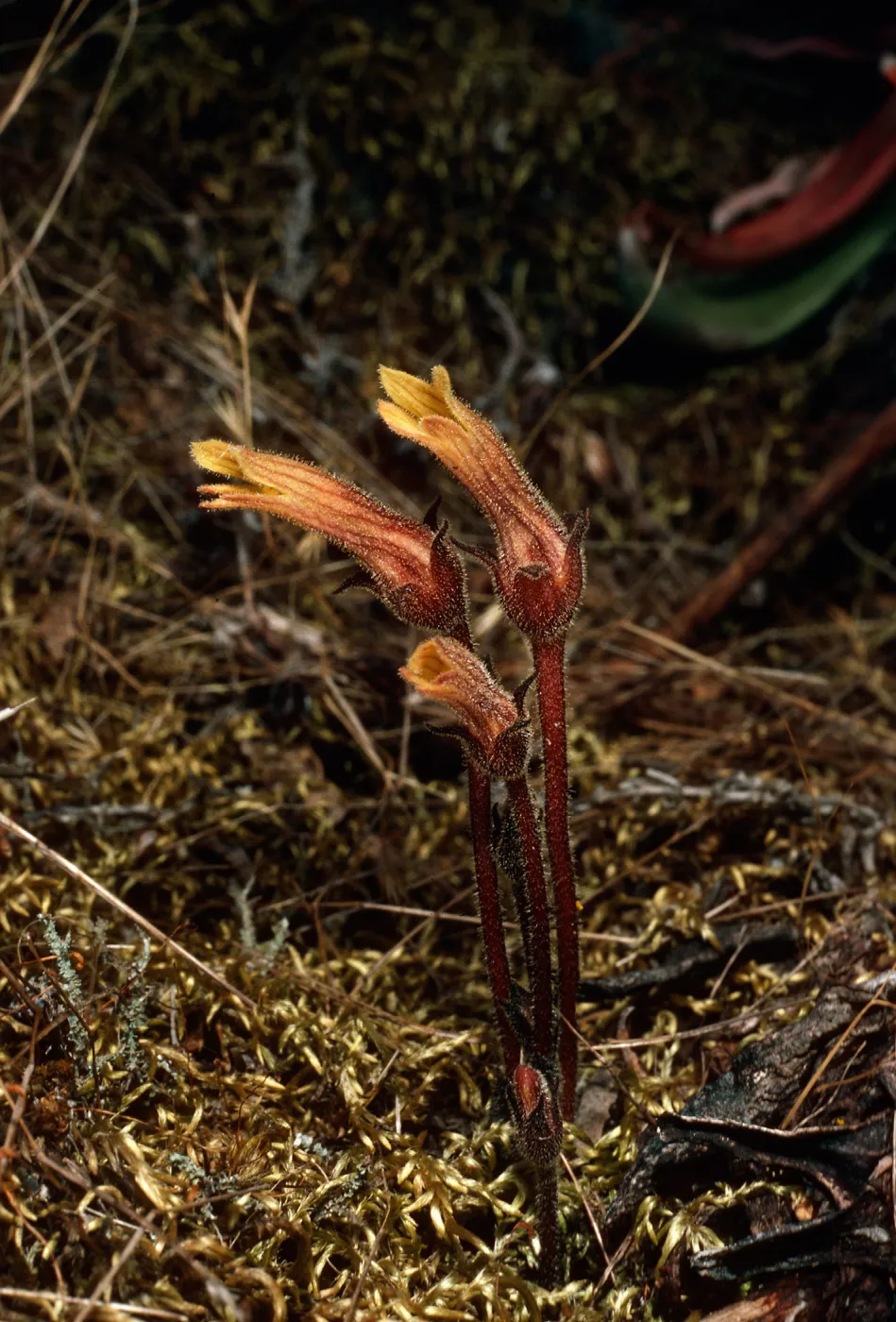 Orobanche fasciculata, East fork of Summit Canyon, West Anacapa Island