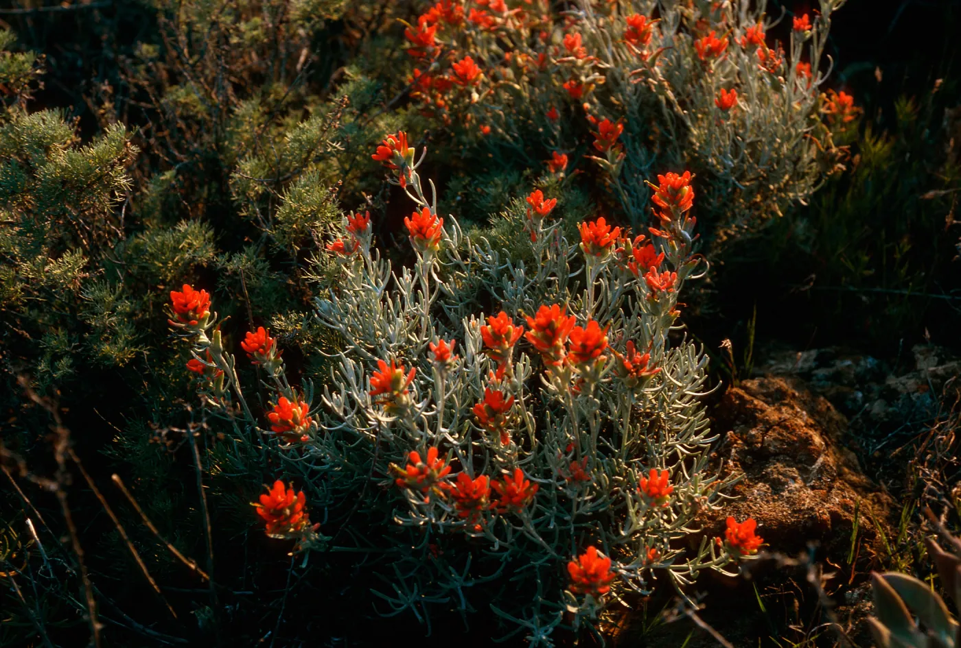 Castilleja hololeuca, offshore bluffs, just East of Summit Peak, West Anacapa Island
