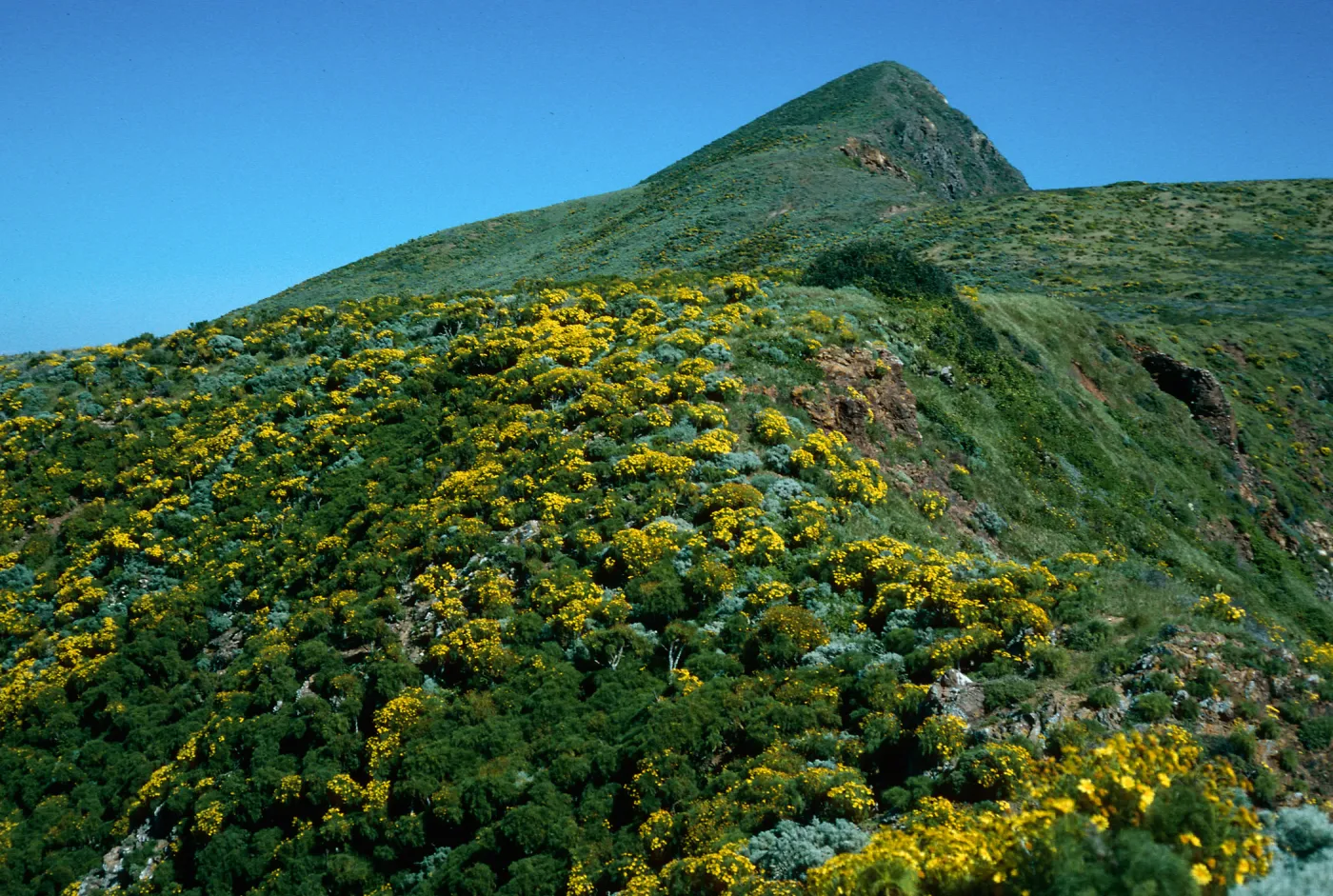 Coreopsis, North side between Rat Rock & lower terrace, West Anacapa Island