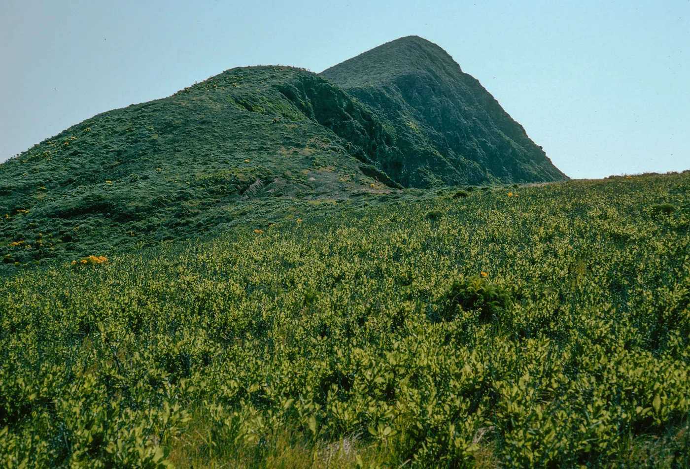 Grindelia, upper terrace, West of Summit Peak, West Anacapa Island