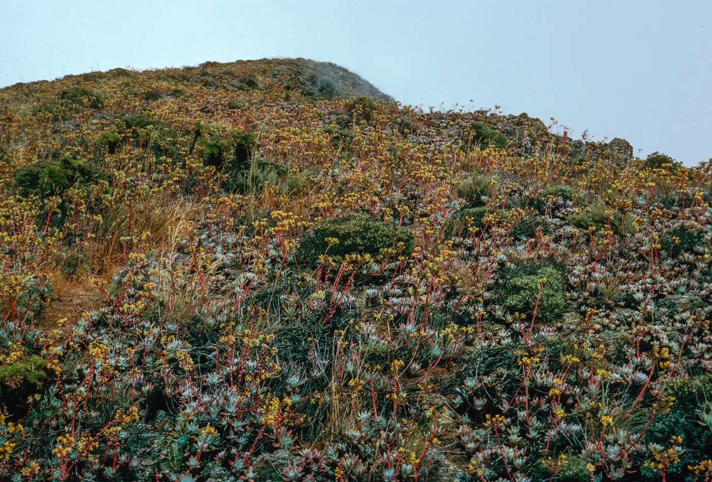 Dudleya (liveforevers), upper West terrace, West Anacapa Island