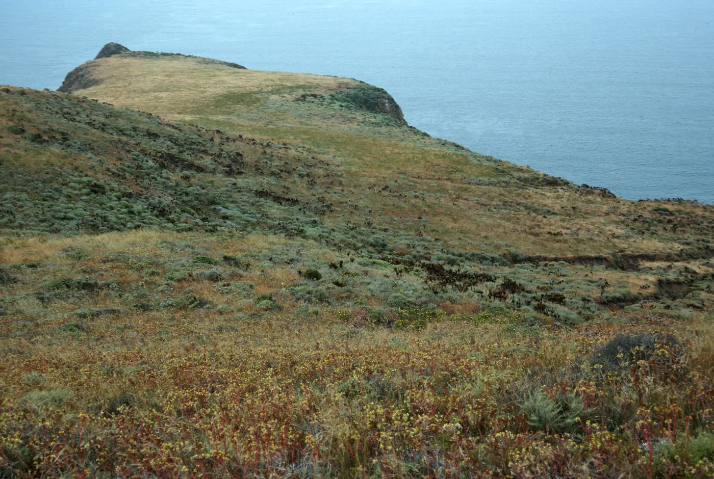 Dudleya (liveforevers), middle West terrace, West Anacapa Island