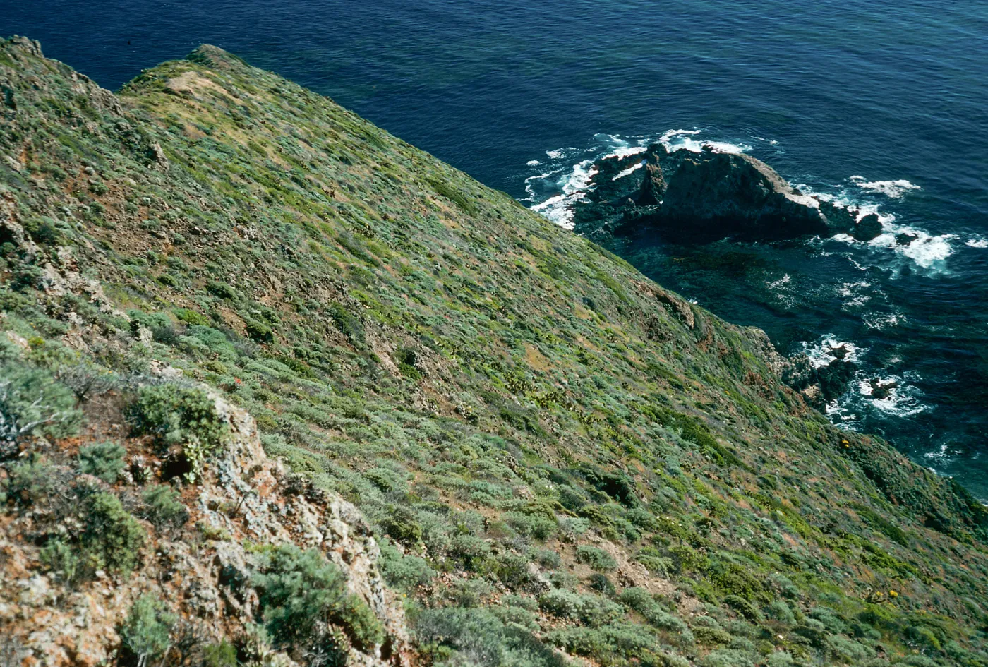 onshore slopes, Camel Peak, West Anacapa Island