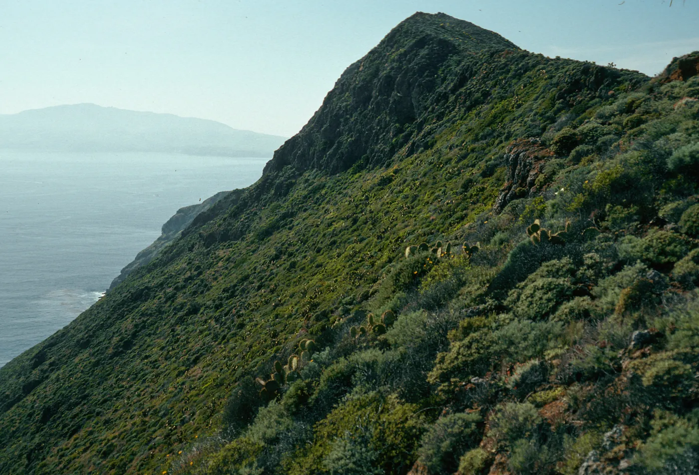 offshore slopes of Summit Peak, West Anacapa Island