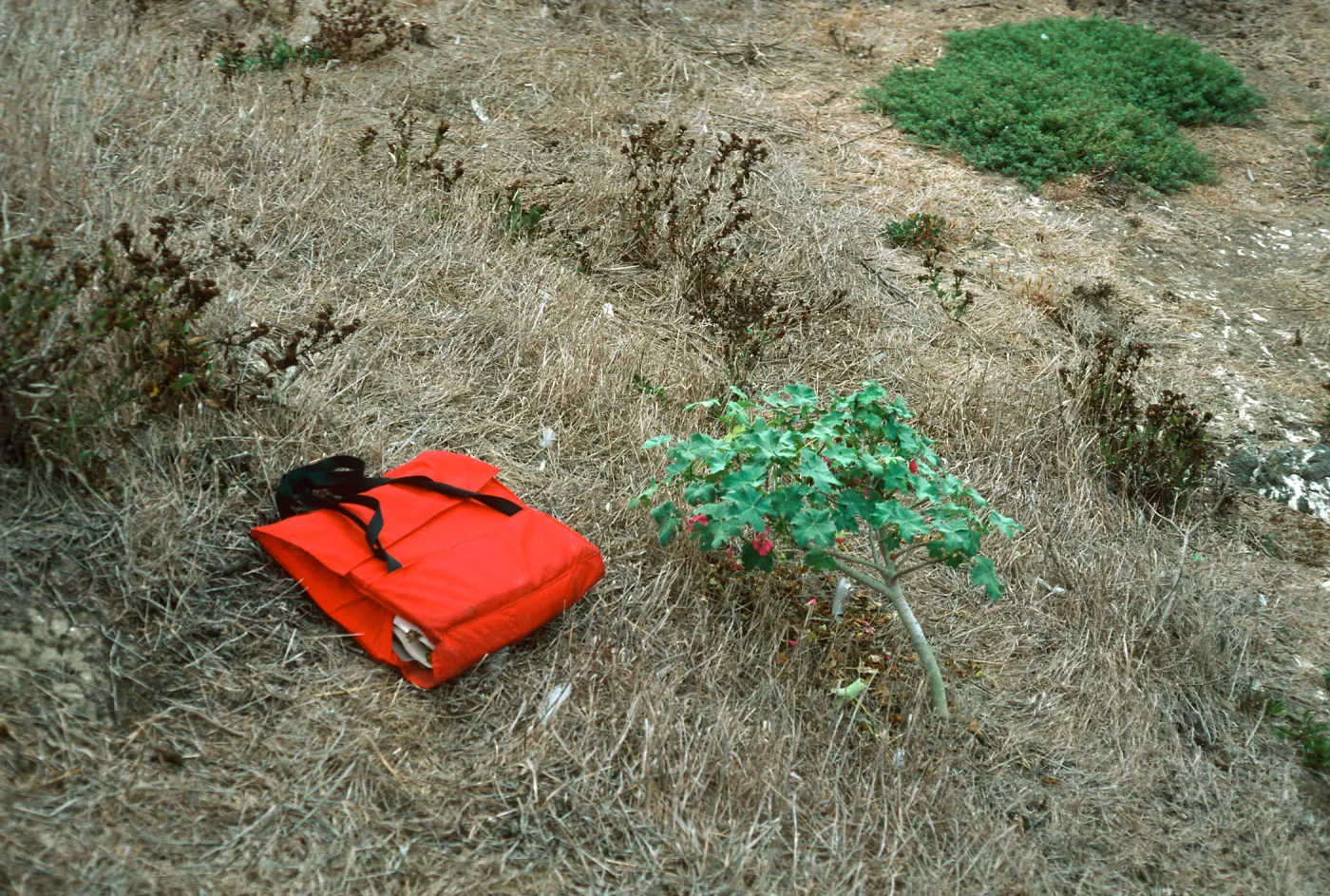 Lavatera assurgentiflora, just West of Sea Arch Peninsula, Middle Anacapa Island