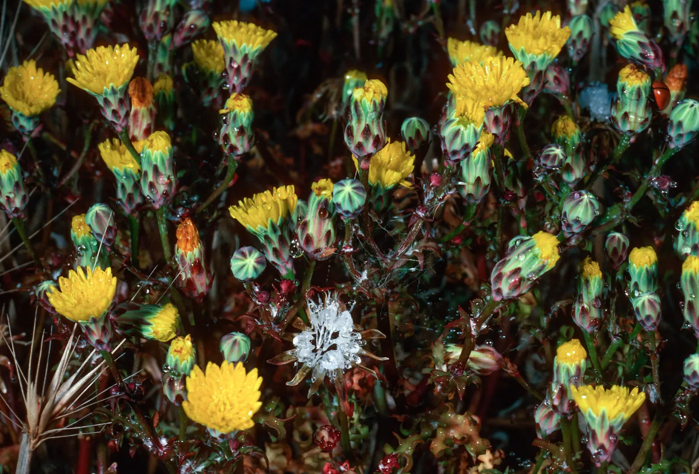 Malacothrix crispifolia, EA-80, just West of lighthouse, East Anacapa Island