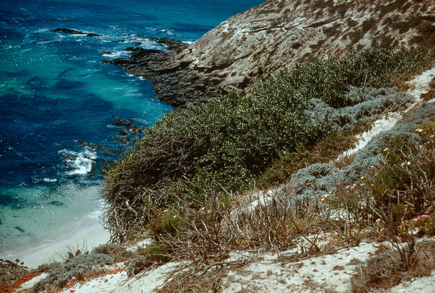 Rhus integrifolia on beach bluff, above Tyler Bight, only 3 plants left. San Miguel Island