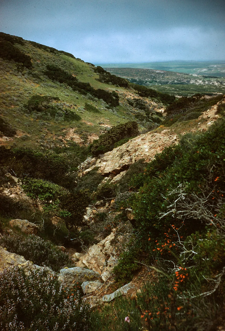 canyon, South of Windmill Canyon, Santa Rosa Island