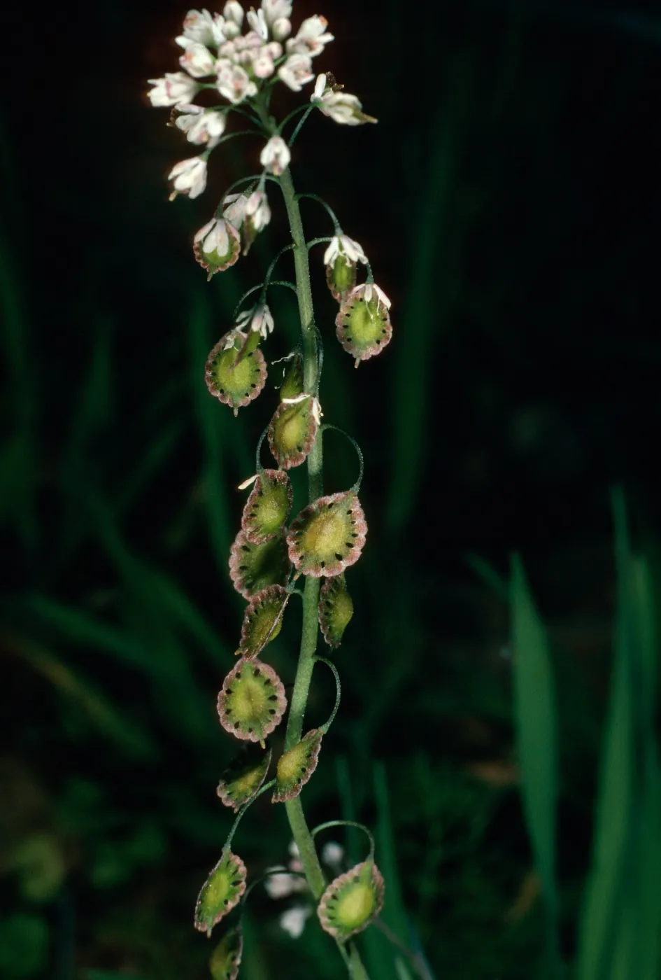 Thysanocarpus conchuliferus variety romosus, SC-474, Navy Road, Santa Cruz Island